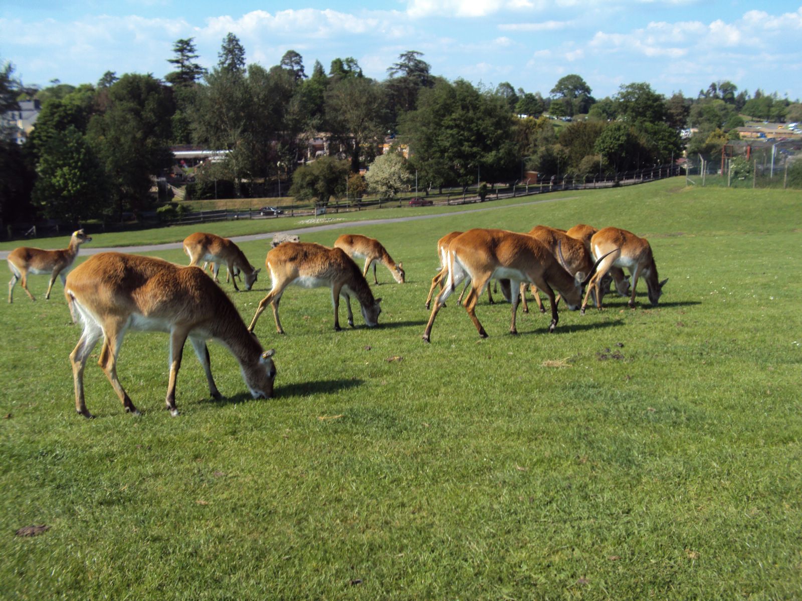 West Midland Safari Park